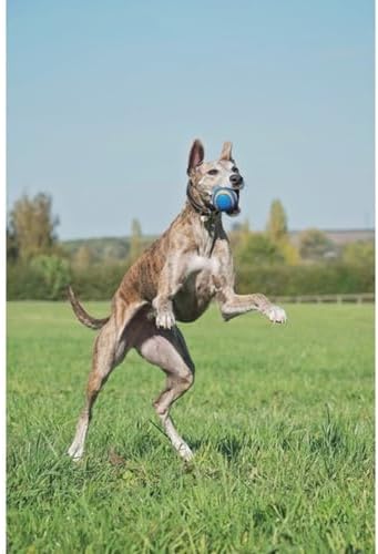 Chuckit! Ultra Squeaker Ball, Floats, XL 3.5in, for Dogs 100+lbs