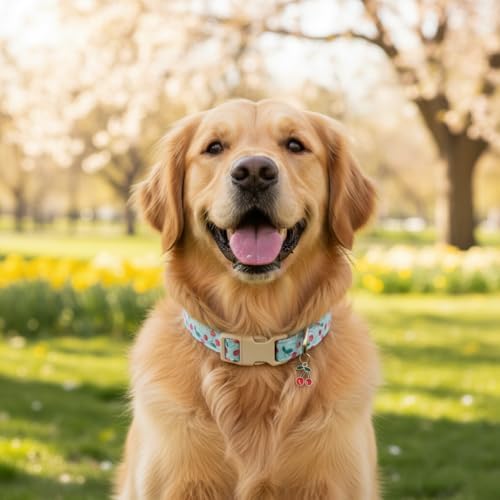 Cherry Dog Collar, Blue Dog Collar for Spring Summer with Quick Release Buckle, Fits Puppy, Small, Female, Male Dogs, Collar with Premium Package, S