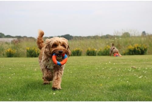 Chuckit! UltraRing Fetch and Chase Outdoor Dog Toy All Breeds