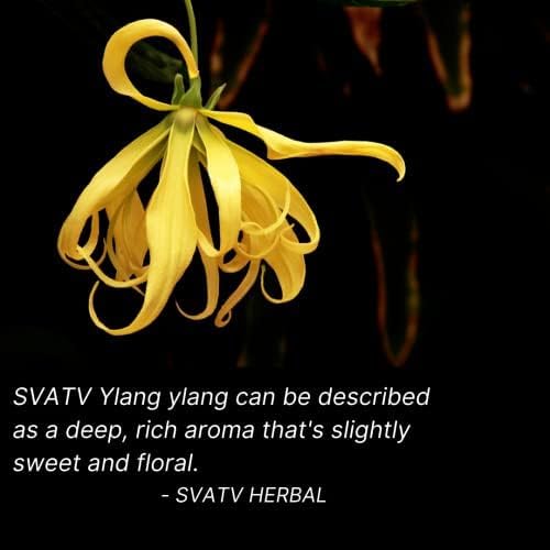 Ylang Ylang Essential Oil Therapeutic Grade Aromatherapy Oils Fragrance Oil for Diffuser Yoga Massage & DIY Personal Care 10 ml