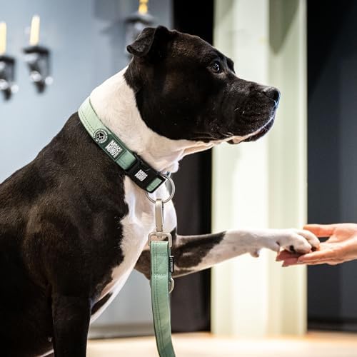 Smart ID Collar Matrix 2.0 GOTCHA! by Our Pet Village