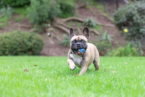 Chuckit! Ultra Squeaker Ball Dog Fetch Toy, Small 2in, for Little Breeds