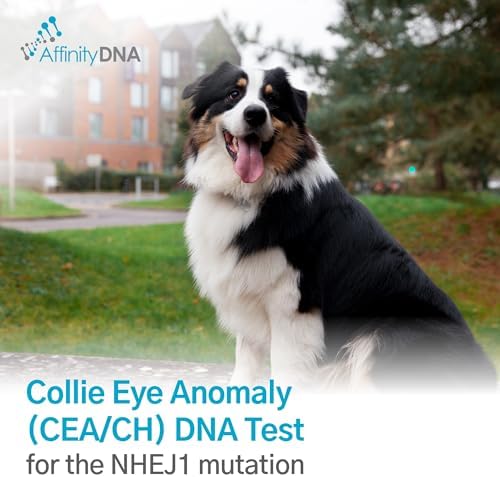 Dog Collie Eye Anomaly Choroidal Hypoplasia (CEA/CH) DNA Test | Home Sample Collection Kit for 1 Dog | Results in 10-15 Working Days | A Complete Kit with No Extra Fees