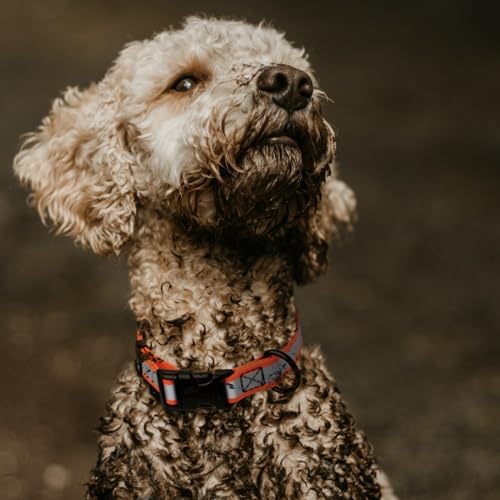 Dogline BioThane Reflective Dog Collar – Waterproof Heavy Duty Dog Collars – High Visibility Quick Release Dog Collar with Sturdy Buckle – Fun Modern Colors – Comfortable and Safe