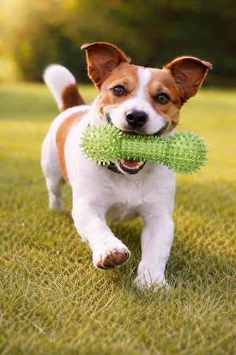 Squeaky Spiky Dog Barbell Toy for Teeth Cleaning & Gum Massage 6.3 Inch Medium Large Dogs Green | Spiny TPR Rubber Chew Toy for Fetch Play Interactive Dental Barbell Durable BPA Free Nontoxic Floats