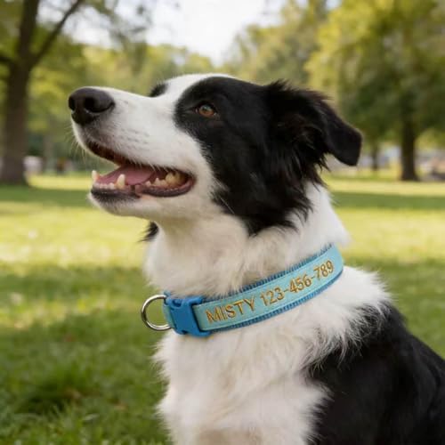 Personalized Dog Collars Glow in The Dark, Custom Embroidered Name & Phone Number Tags, Adjustable Luminous Collar for Small & Large Dogs (Fluorescent Glow)