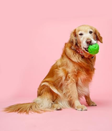 Hartz DuraPlay Ball Squeaky Latex Dog Toy, Neon Green, Pink & Neon Orange, Large 3 Count (Pack of 12)