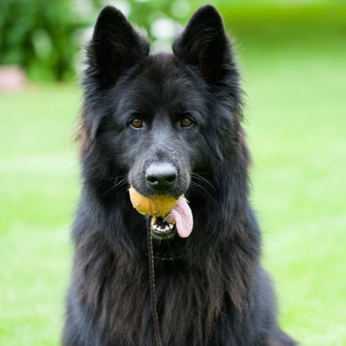 Dingo Fetch Ball Made of Hard Rubber with Knobs and String, Small, for Aport Game Dog Training 17321