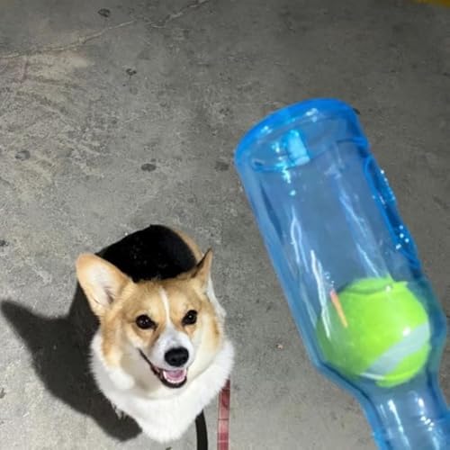 LELEBEAR Dog Play Bottle Toy, Bottle Toy for Dogs, Interactive Dog Chew Toy with Tennis Ball, Water Bottle Pets Dogs Chew Toys (Blue, 20CM)