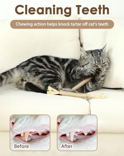 Tocirelo Silvervine Sticks for Cats, Natural Cat Chew Toy Teeth Cleaning