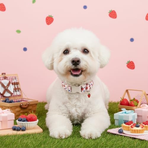 Small Dog Collar, Cute Dog Collar for Puppy, Extra Small & Small Dogs, Strawberry Blueberry Collar for Girl Female Dogs, XS