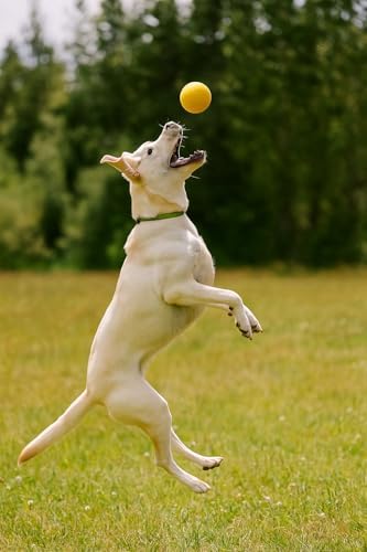 OllyDog Happy Camper Ball, Solid Rubber Bouncy Ball for Dog Aggressive Chewers, Natural Rubber, for Dogs Under 50lbs, 2.5 Inches Diameter (Mango)