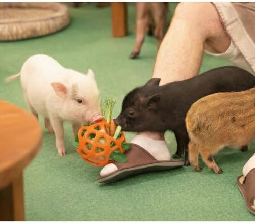 Hanging Treat Dispenser Ball and Chew Toy for Mini Pigs