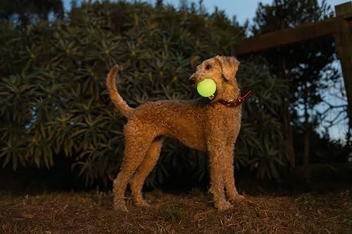Harry Barker Glow-in-the-Dark Rubber Dog Fetch Balls, High-Bounce Interactive Toy with Safety Air Vent, 2.5 Inch, Launcher-Compatible