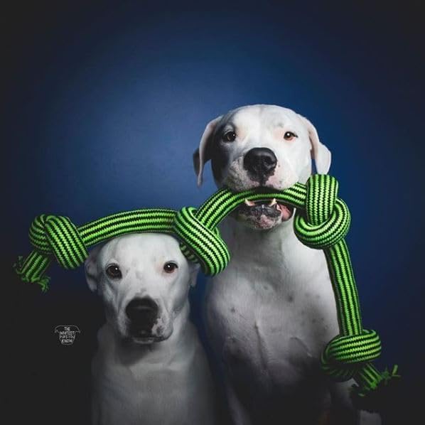 Jolly Pets Knot-N-Chew Rope Dog Toy, 4 Knot Squeaker, Large/X-Large