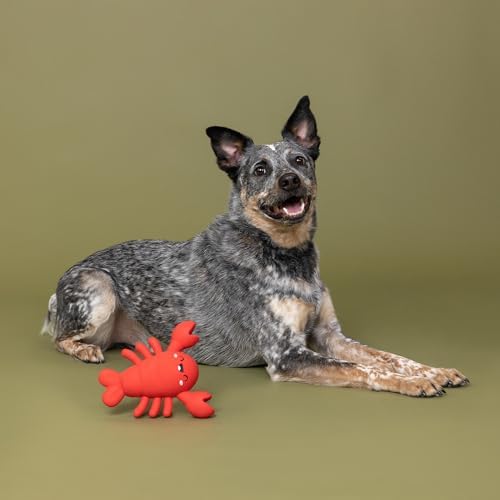 Fringe Studio Latex Dog Toy, Snappy and Happy, Pet Shop Collection (366098)