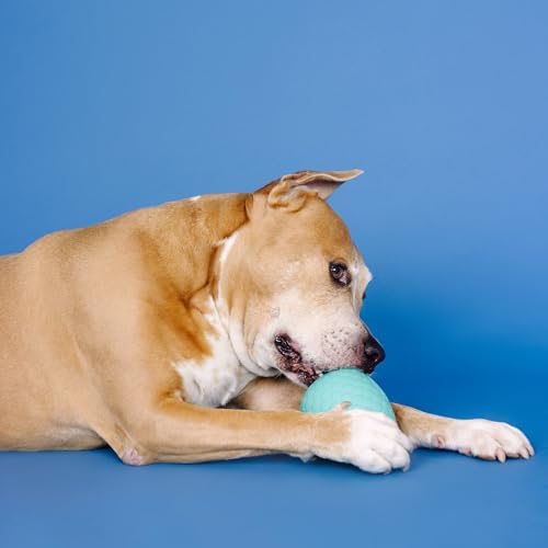 Fringe Studio You're A Hoot Turquoise Rubber Dog Toy, Pet Shop Collection (518046)