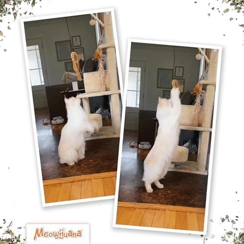 Meowijuana Jump 'n' Jamb Door Hanging Monkey Cat Toy | Refillable Plush