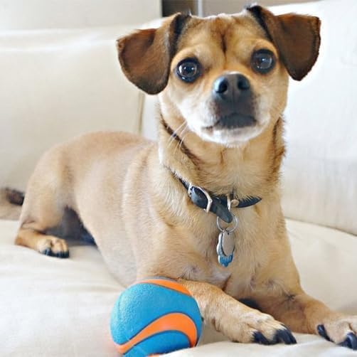 Chuckit! Fetch Pack Dog Ball Dog Toys, Medium (2.5 Inch), for Medium Breeds, Includes Erratic, Strato and Ultra Squeaker Balls, 3 Count (Pack of 12)