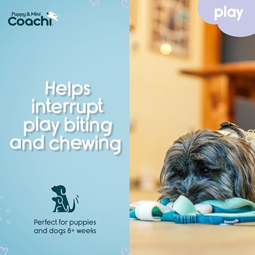 Coachi Puppy & Mini Tuggi Spider - Dog Toy for Tug of War & Play
