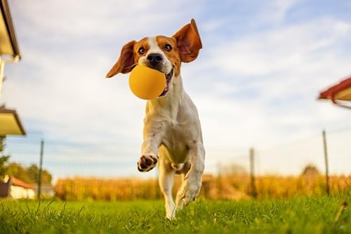 OllyDog Happy Camper Ball, Solid Rubber Bouncy Ball for Dog Aggressive Chewers, Natural Rubber, for Dogs Under 50lbs, 2.5 Inches Diameter (Mango)