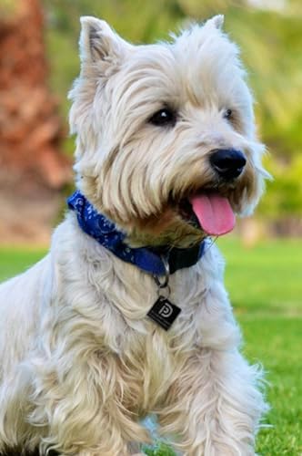 Pet Dwelling Aluminum QR Pet ID Tag – Smart Dog & Cat Tags with Free Personalized Online Profile, Instant Scan Alerts & AI-Powered Insights (Square Black)