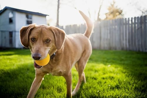 OllyDog Happy Camper Ball, Solid Rubber Bouncy Ball for Dog Aggressive Chewers, Natural Rubber, for Dogs Under 50lbs, 2.5 Inches Diameter (Mango)