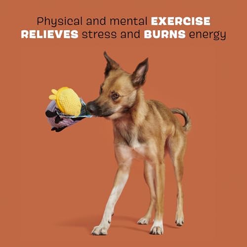 BarkBox Hasina the Hissing Cockroach Dog Toy - for Medium to Large Dogs