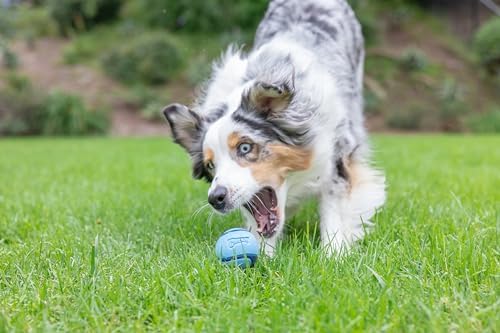 Chuckit! Sniff Fetch Balls Canister, 4 Pack, for Medium Dog Breeds