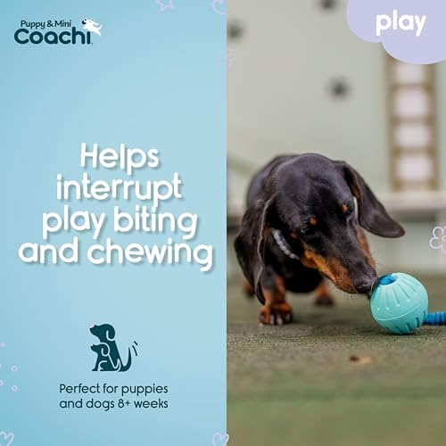 Coachi Puppy & Mini Tuggi Ball - Dog Toy for Tug of War & Play