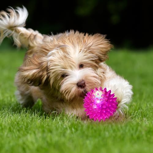 DragonflyDreams 6Pc Spiky LED Dog Chew Toys with Spiky Balls