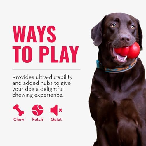 KONG Ring, Natural Rubber Chew Toy for Dental Health, for Small/Medium Dogs