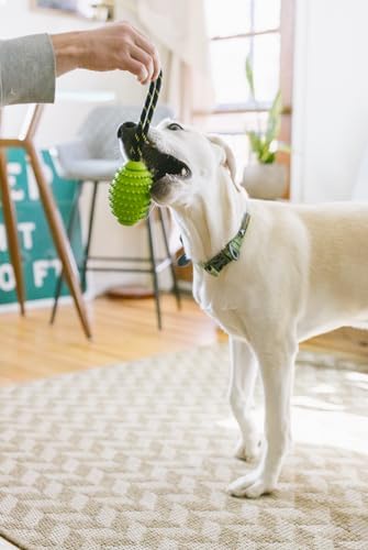 OllyDog Spikey Rugby, Interactive Dog Chew Toy with Natural Rubber, Multifunctional Teeth Cleaning and Gum Massage, for Dogs Under 50lbs (Lime)