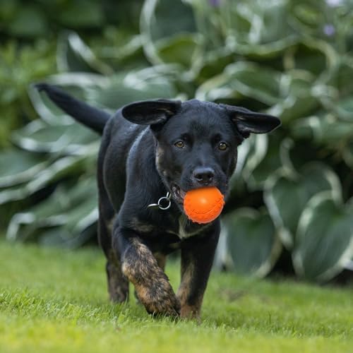Enjoying Dog Interactive Toy, Engaging Squeaky Ball Toys for All Dogs Playtime, 2-in-1 Dog Plush Squeaky Ball for Playing, Squeak Dog Toy with Plush Cover, Adorable Grin Monster