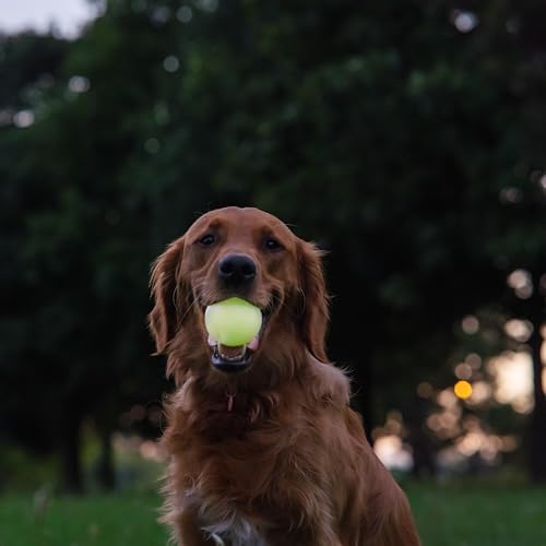 Harry Barker Glow-in-the-Dark Rubber Dog Fetch Balls, High-Bounce Interactive Toy with Safety Air Vent, 3 Inch, Launcher-Compatible