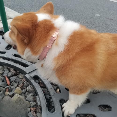 Rose Gold Dog Collar with Quick Release Buckle - Adjustable Soft Padded Nylon Pet Collar with ID Tag Ring for Small Medium Dogs, Comfortable & Durable Training Collar (White, Small)