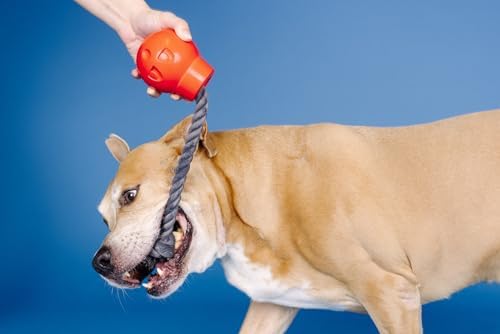 Fringe Studio You DA Bomb Rubber Dog Toy, Pet Shop Collection (518044)