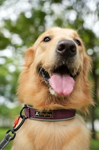 OllyDog Flagstaff Reflective Comfort Collar, Neoprene Padded Dog Collar, Reflective Trims for Night Runs, Extra Comfort for Active Dogs (Large, Rosewood Woodgrain)