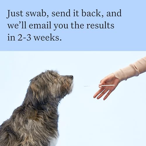 Wisdom Panel Breed Discovery Dog DNA Testing Kit - Most Accurate Dog Breed Identification - Test for 430+ Breeds, MDR1 Health Test, Ancestry, Relatives