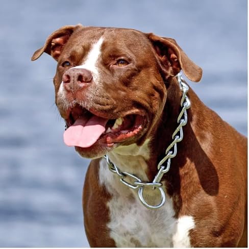 Choke Chain Collars for Dog Training and Walking Welded Steel Choose Thickness and Length (Extra Light - 2mm, 14")