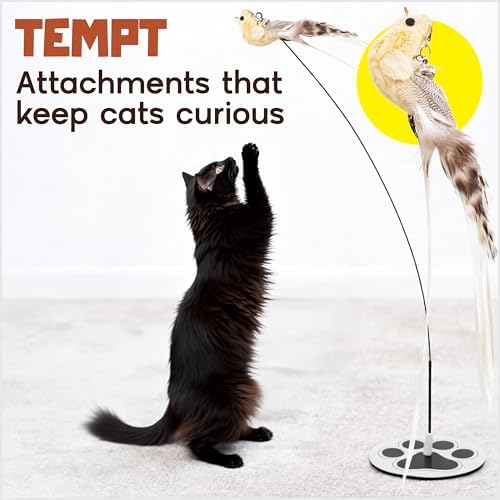 Bird Toy for Cats - 5 Pack Natural Feathers Stable Round Base - Interactive Wand Teaser - Self Play Hunting Enrichment - Bored Indoor Adult Feline Activity - Stimulating Kitten Juguetes para Gatos