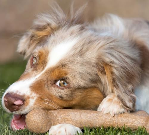 Pet Qwerks Dinosaur BarkBone - Nylon Dog Bone for Aggressive Chewers - Bacon Flavor - 9.75", Large (Pack of 3)