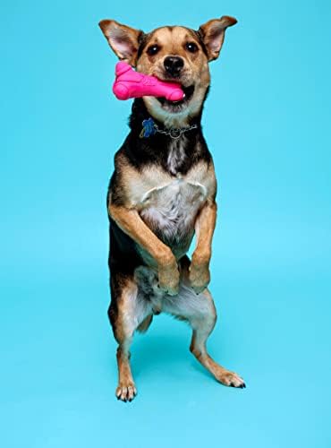 Hartz DuraPlay Bone Squeaky Latex Dog Toy for Breeds, Medium (3 Count) (Pack of 12)