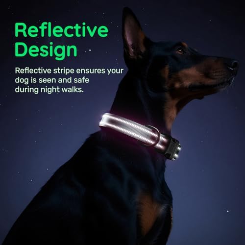 Dog Collar for Small Medium Large Dogs
