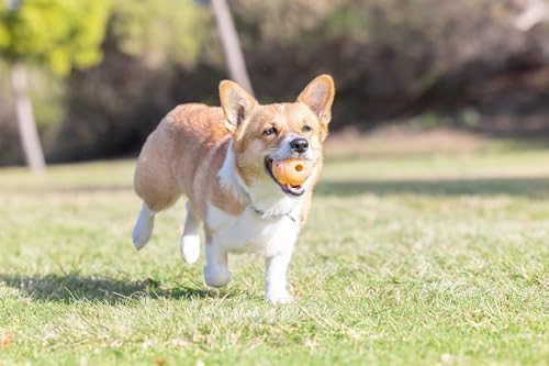 Chuckit! Birthday Fetch Ball, Medium 2.5in, for Dogs 20-60lbs