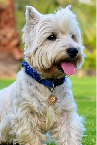 Pet Dwelling Aluminum QR Pet ID Tag – Smart Dog & Cat Tags with Free Personalized Online Profile, Instant Scan Alerts & AI-Powered Insights (Square Brown)