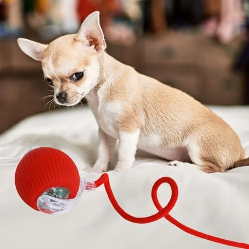 Automatic Ball for Small Dogs & Cats - Activated Moving Toy, Rechargeable, Self Play, Ball Toy with Long Tail Teaser