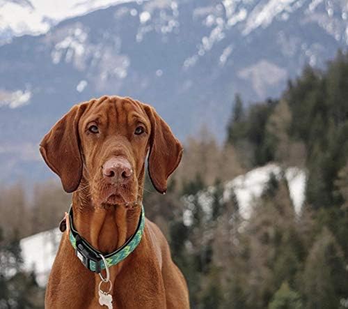 Max & Molly Ultra Comfortable Padded Neoprene Sport Dog Collar with Smart ID Tag, Vintage S