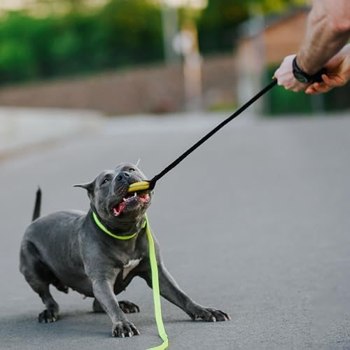 Dingo Dog Puller with Bungee Handle, Natural Rubber, Color May Vary 28in