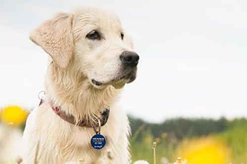 Dynotag® Web Enabled Super Pet ID Smart Tag with DynoIQ™ & Lifetime Recovery Service. Play Series: Round (Formal)